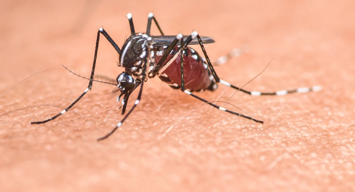 A close-up of a mosquito on human skin, a carrier of mosquito-borne diseases such as Chikungunya fever