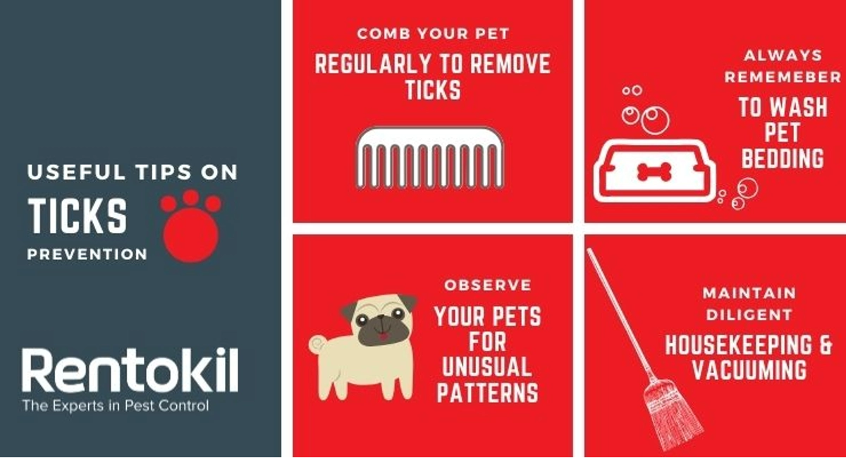 Debugged Blog Complete Guide For Ticks And Fleas Control Ticks Prevention Tips
