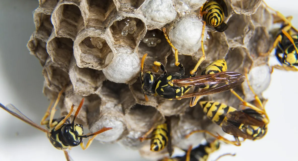 Un insecte rayé jaune et noir