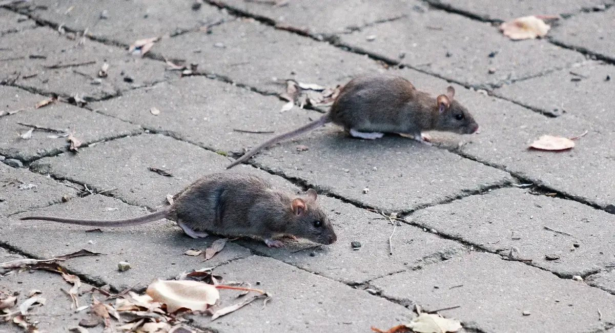 Ratten auf dem Bürgersteig
