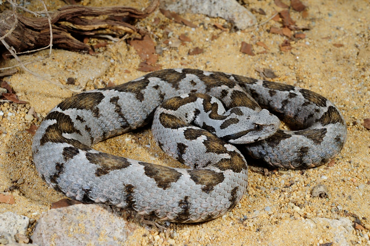 Montivipera xanthina (o8omaniki oxia)
