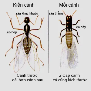 wing ant and wing termite