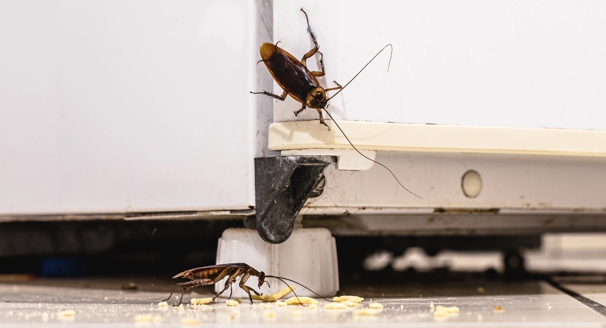 Cockroaches on floor and refrigerator