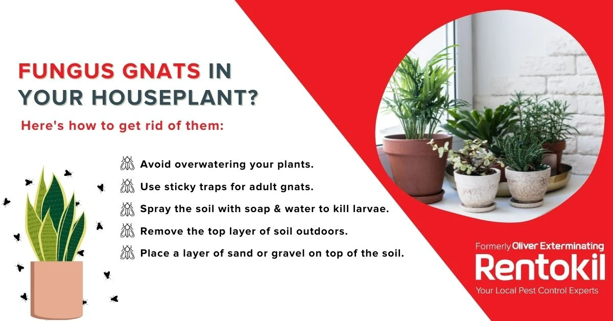 Fungus gnats in your houseplant?