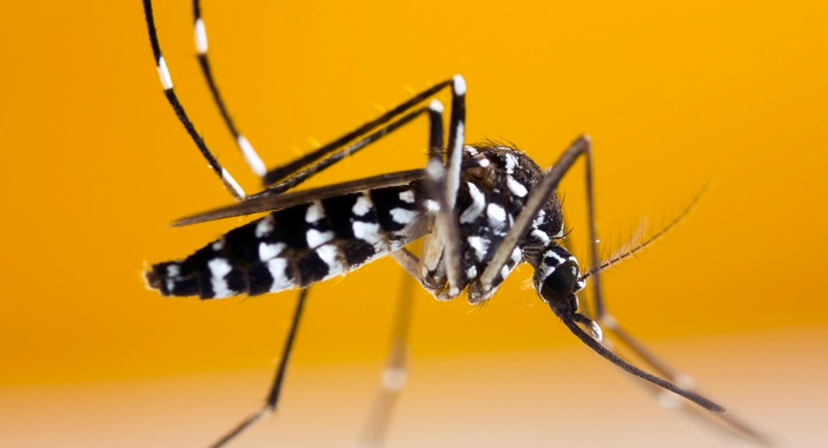 stock-tiger-mosquito