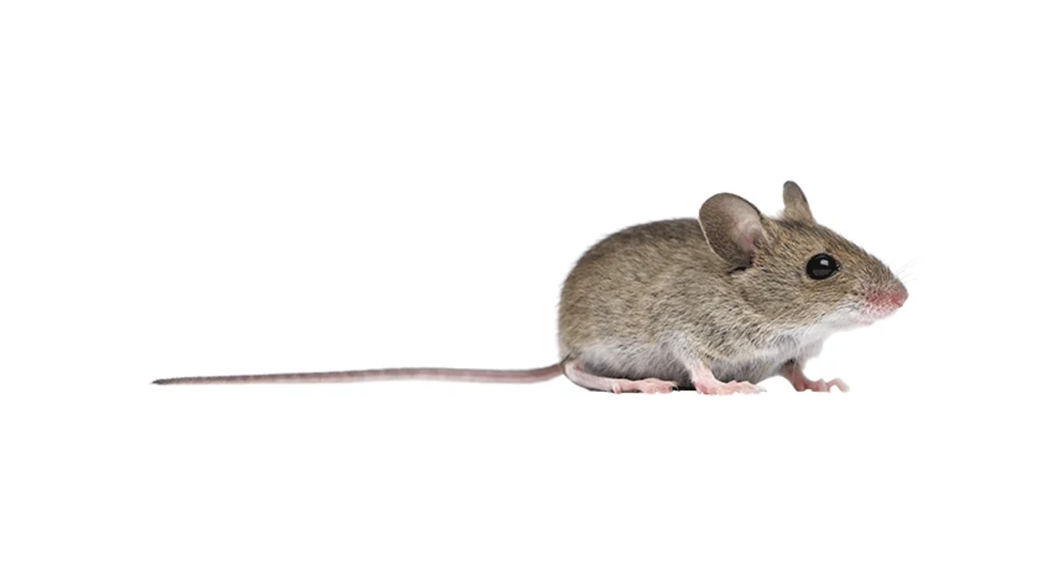 mus-domesticus