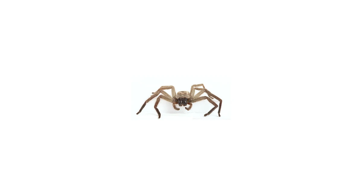 White-Tailed Spider
