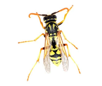Vespula germanica