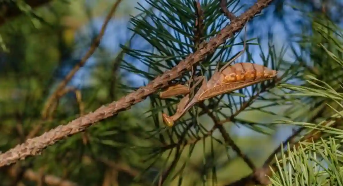 brown pregnant female praying mantis crawls along a thin pine branch