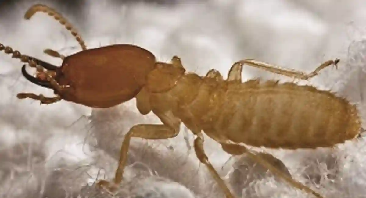 termita