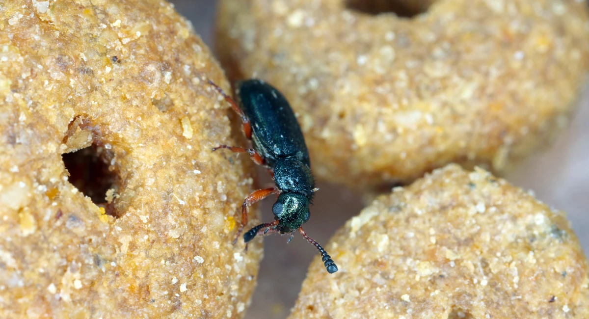 Copra beetle
