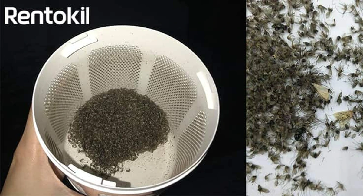 Hiệu quả của đèn bắt Muỗi giá rẻ Rentokil