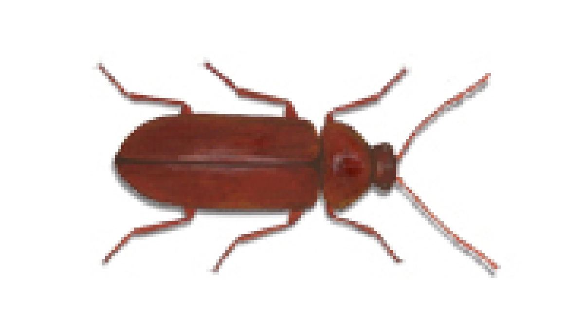 beetle ernobius mollis