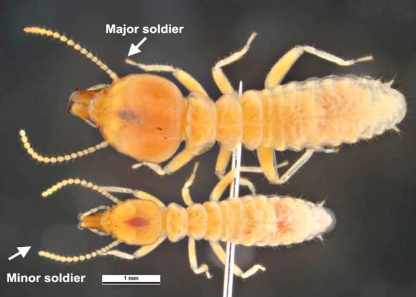 Schedorhinotermes intermedius