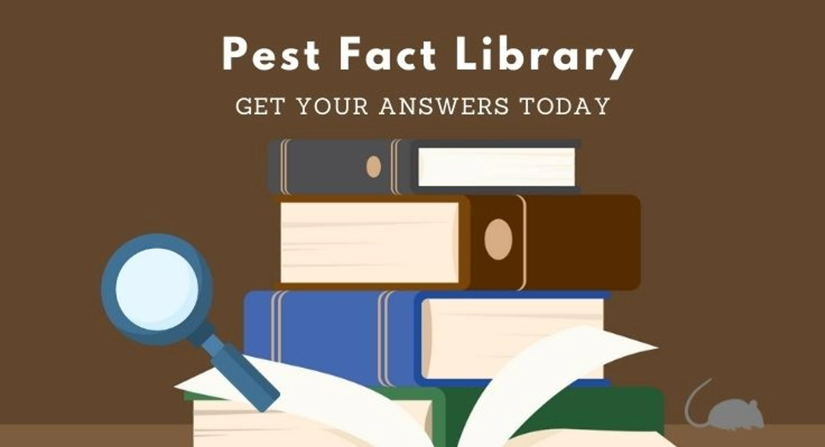 Debugged Blog Five Pest Control Inspection To Conduct For Your Home Pest Facts