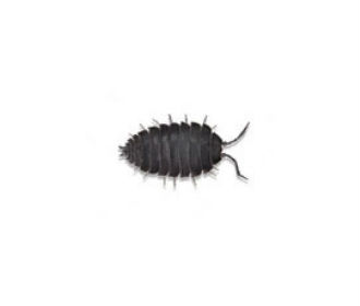 Pillbugs and Sowbugs