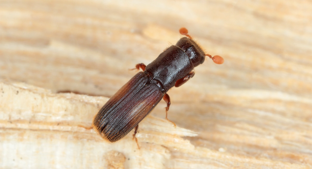 Pinhole weevil