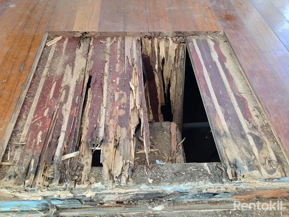 Termite Damaged Wood