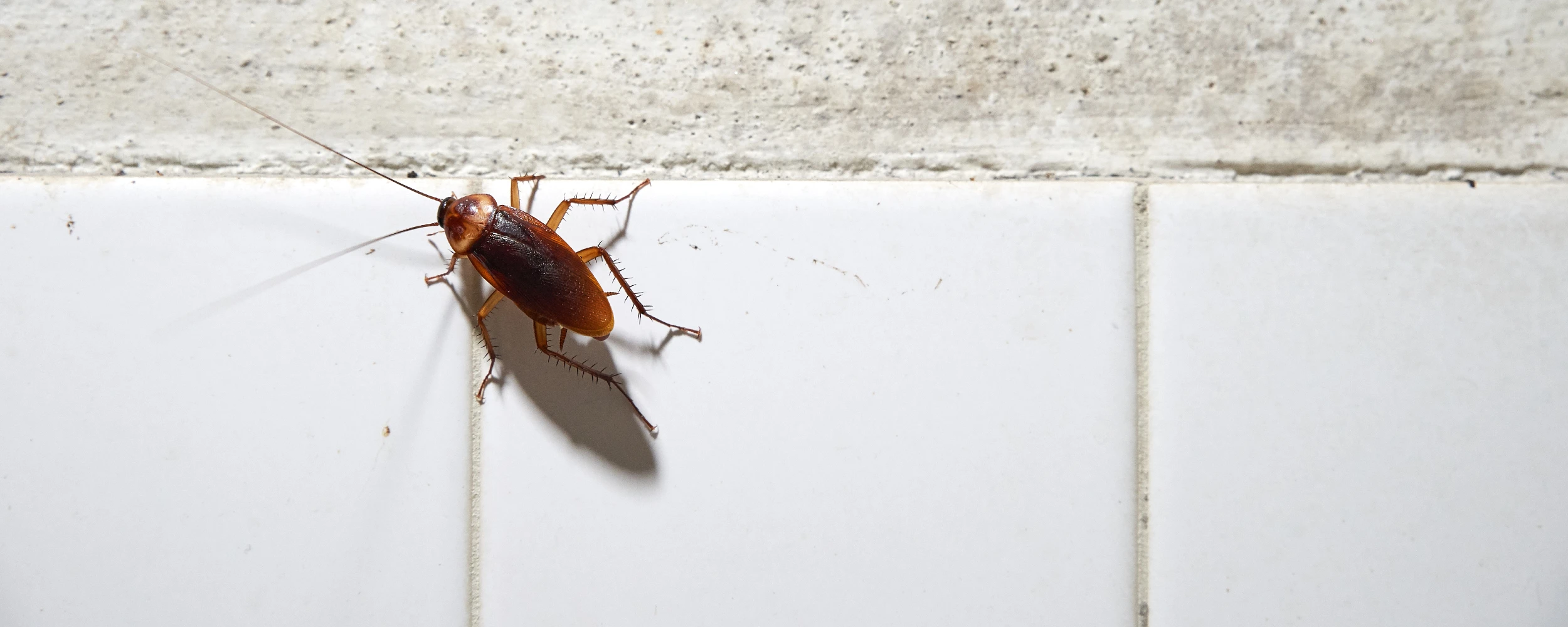 Cockroach on Wall