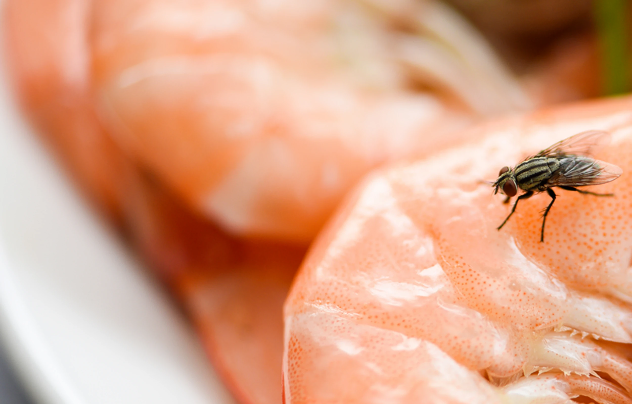 fruit fly on white background