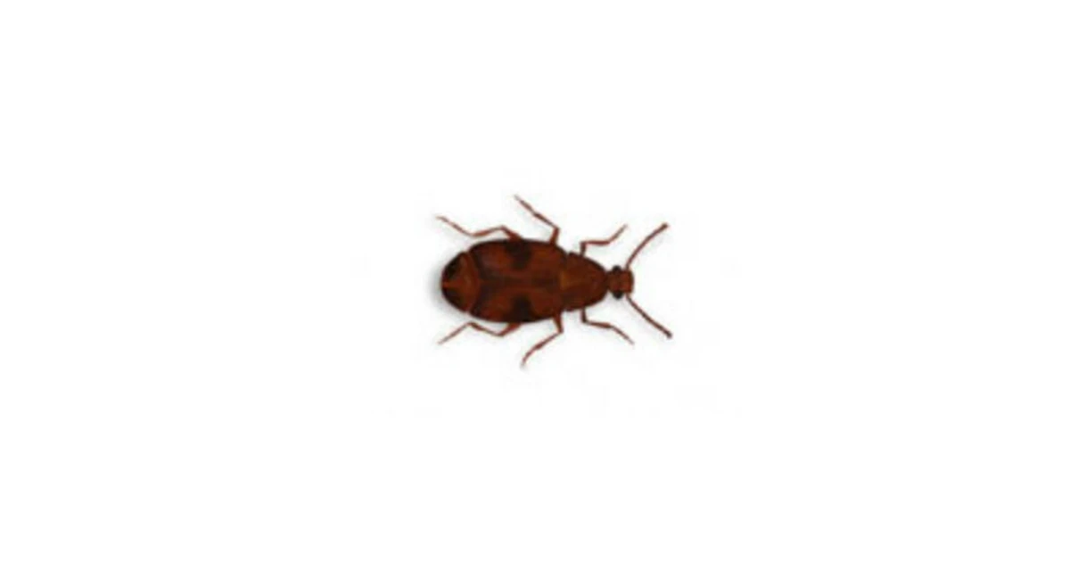Cowpea weevil (Callosobruchus maculatus)