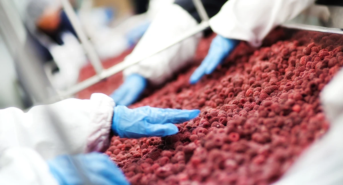 Debugged Blog 9 Ways How Rat Problem Can Be Damaging Food Factory Risk Of Rats