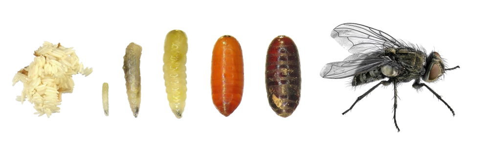 Ciclo di vita completo della mosca domestica (Musca domestica)