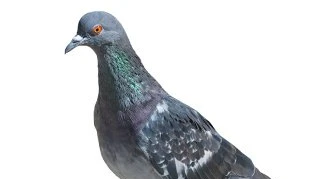 Pigeon