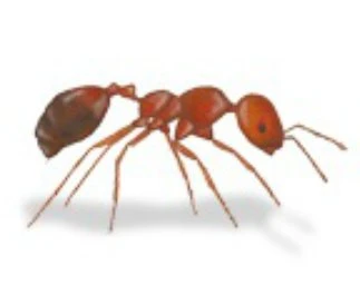 Singapore Ant