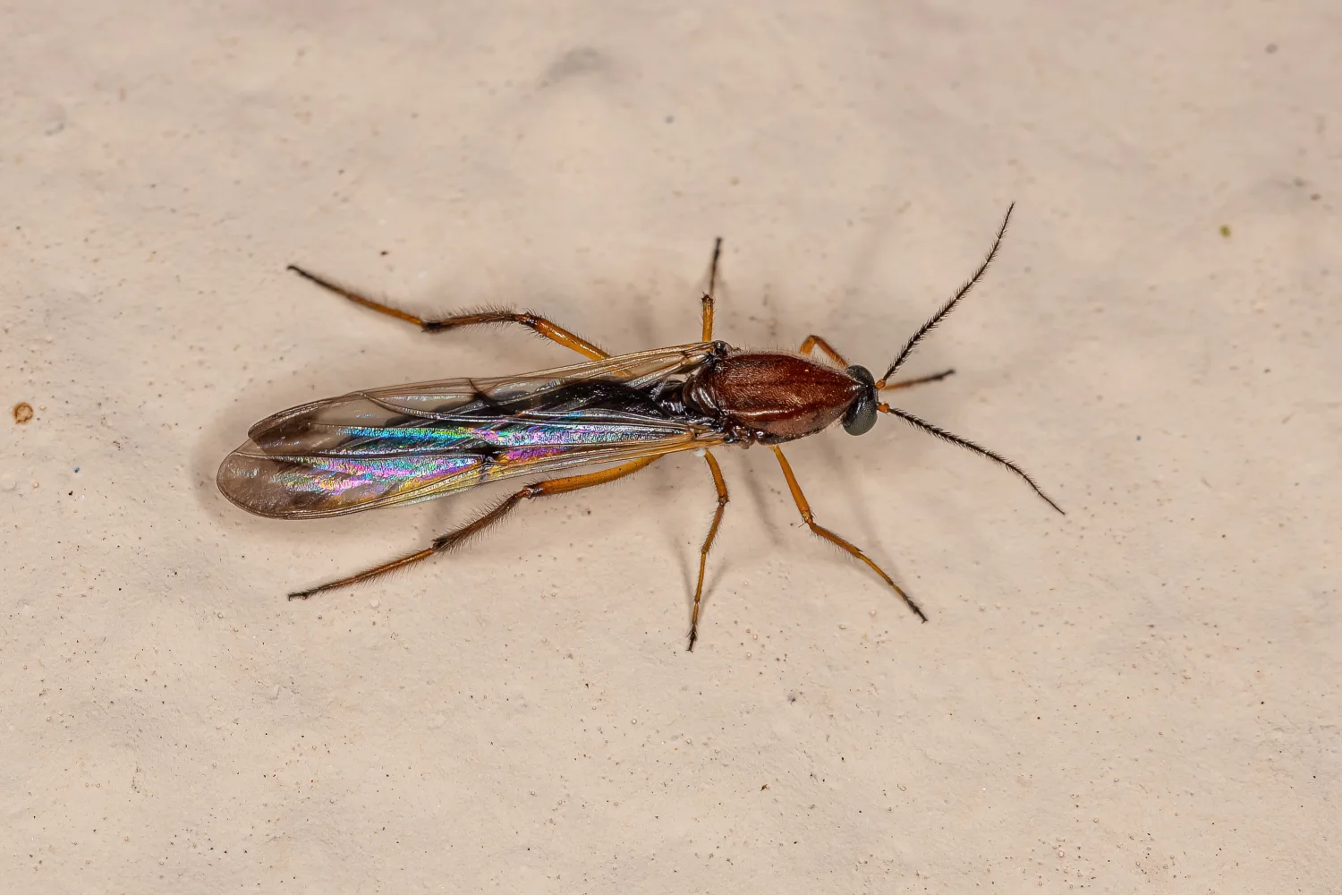 Midges