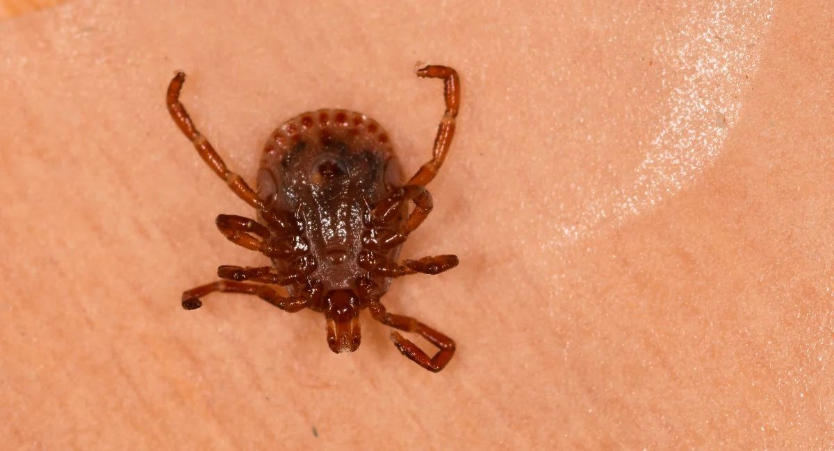 Tick
