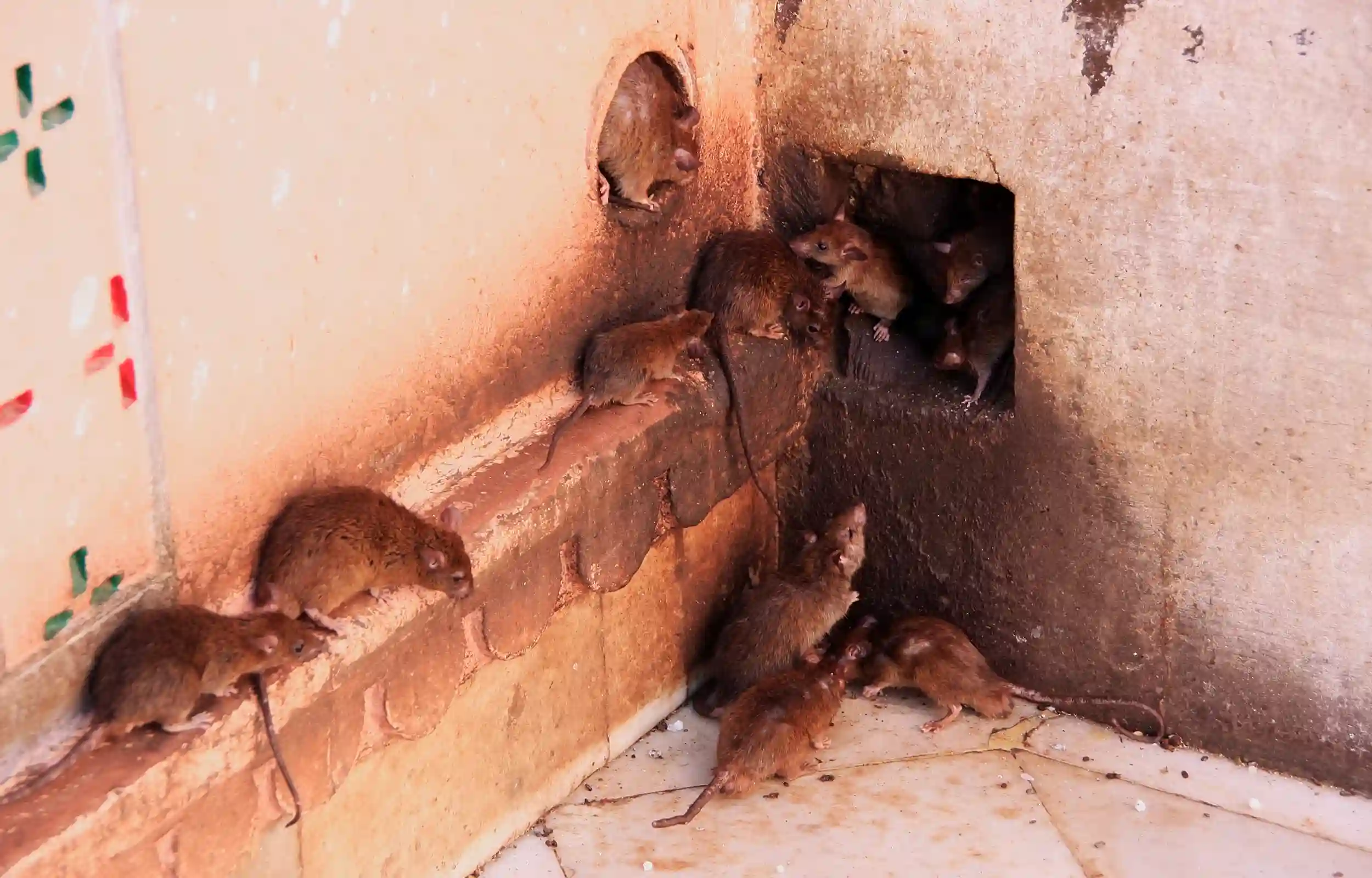 mice against a wall