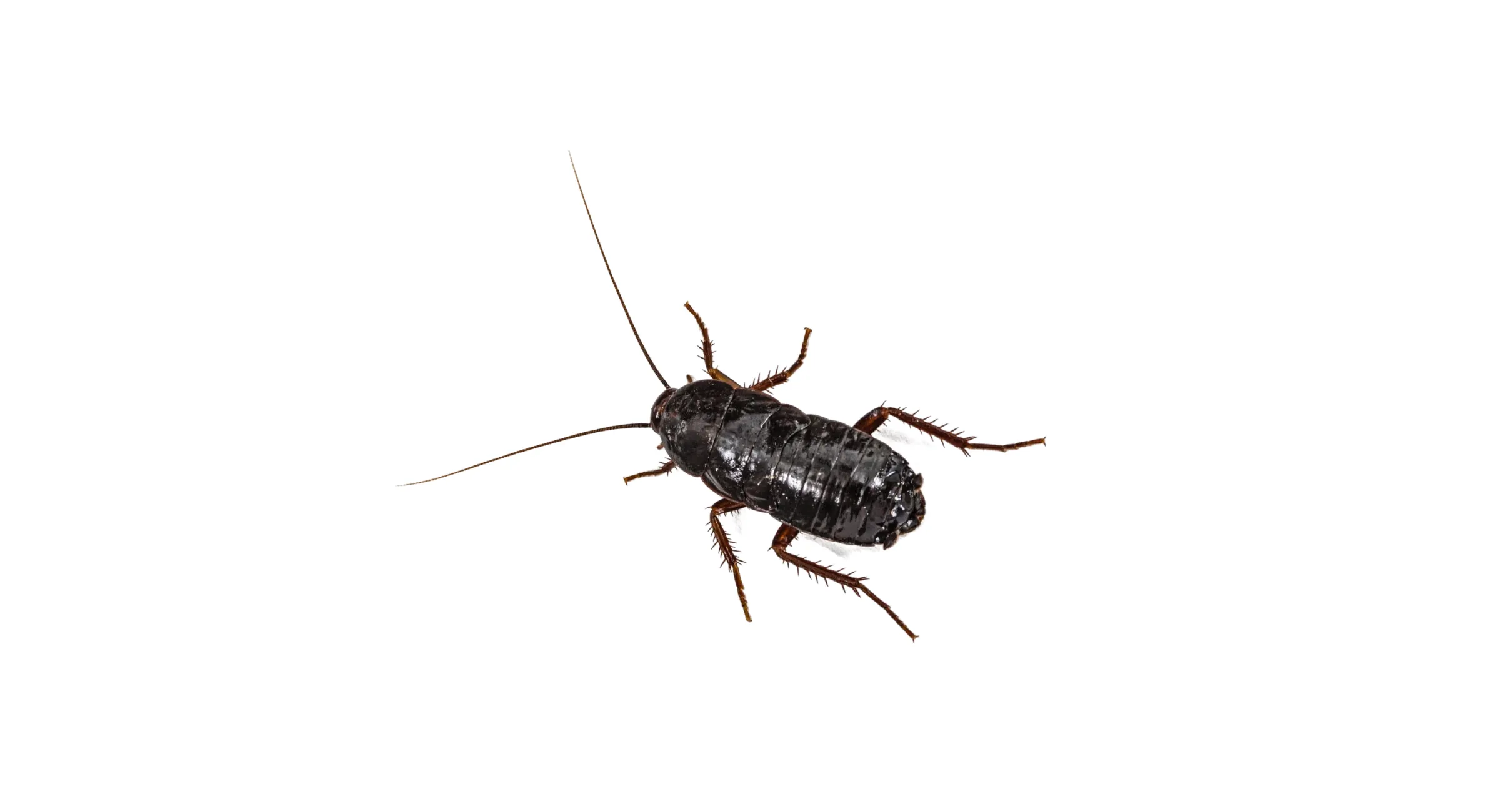 Cucaracha oriental (Blatta orientalis)