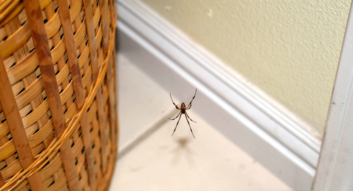 Gemeine Spinne auf dem Boden in einem Haus