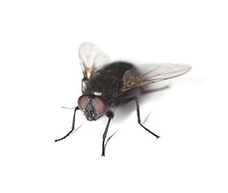 blue blowfly