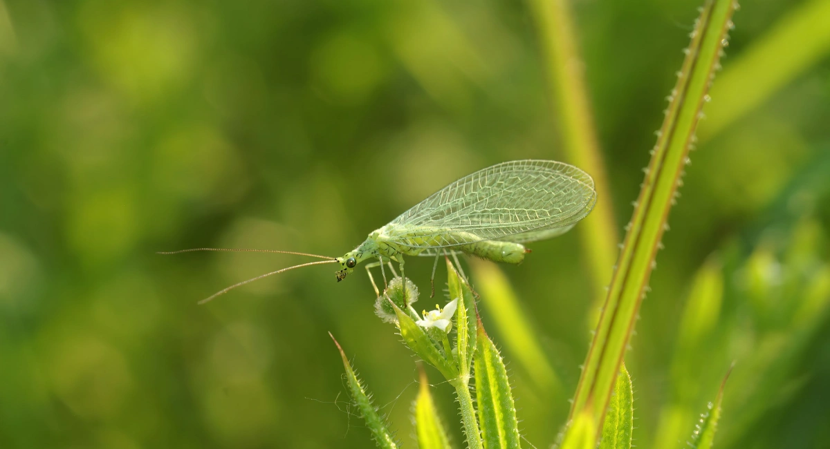 Chrysoperla carnea