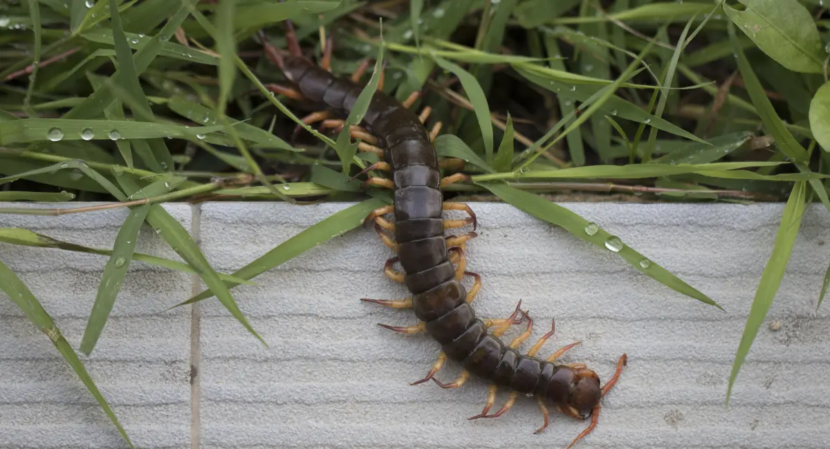 centipede