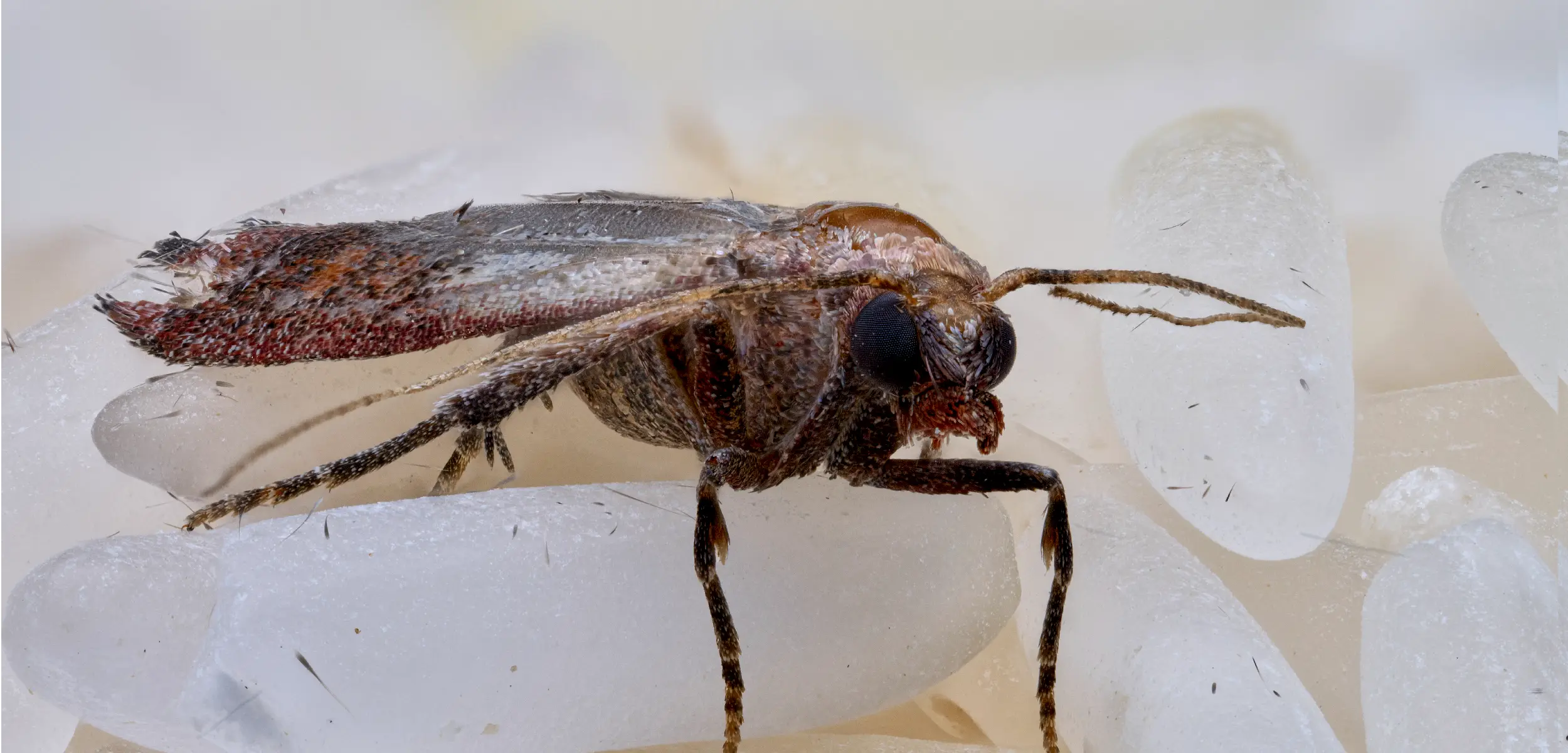 rice moth