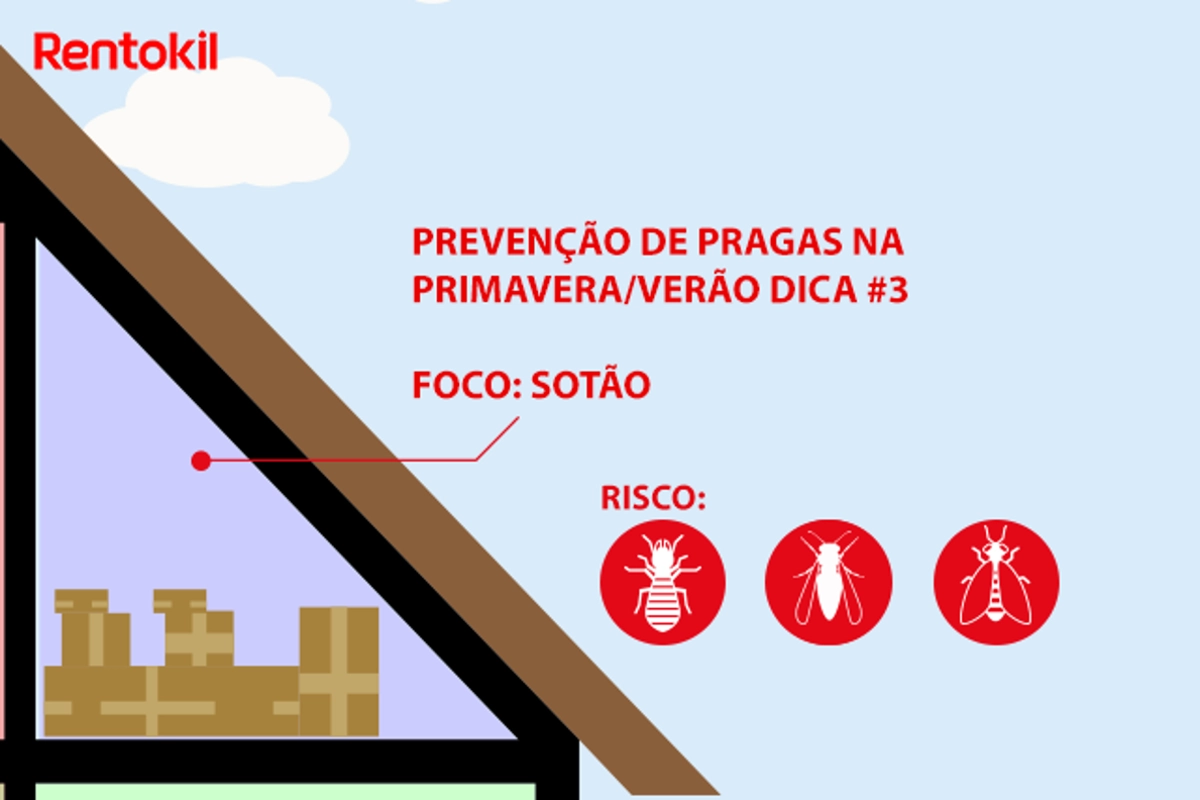 Dicas para prevenção de pragas no sótão