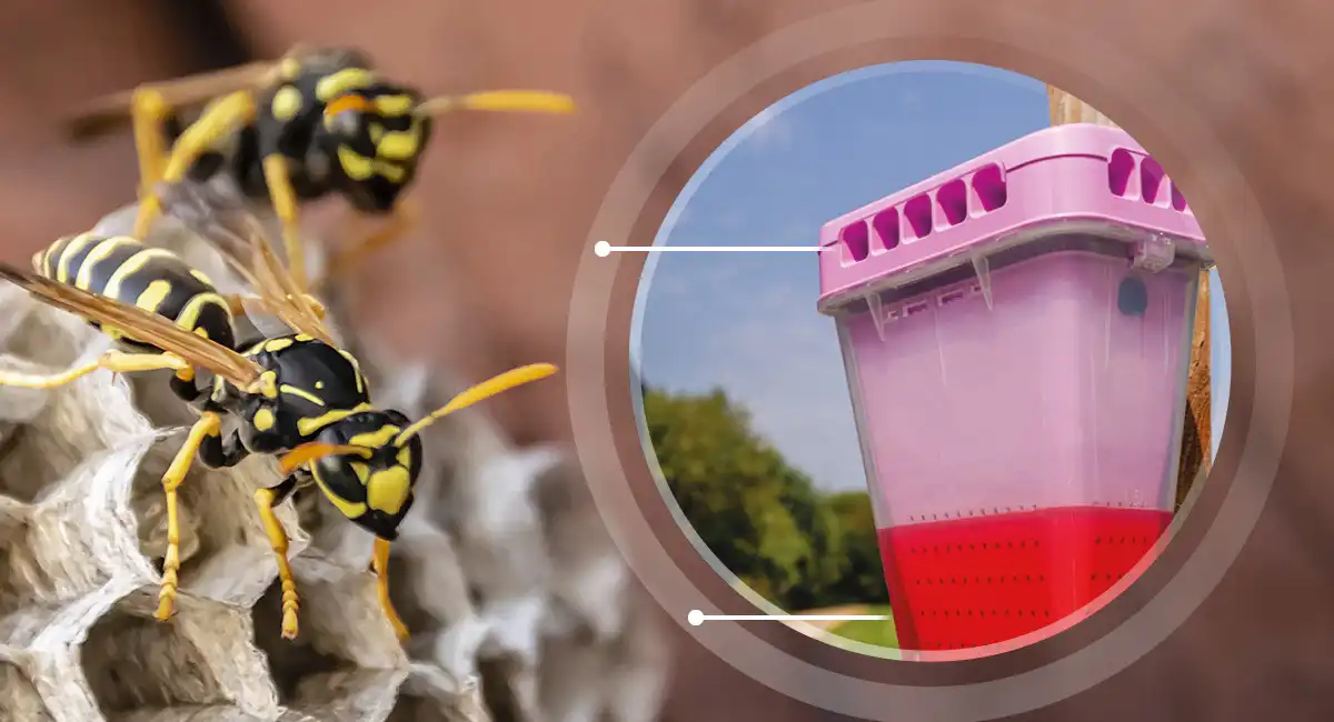 How wasps are caught in the EcoCatch box