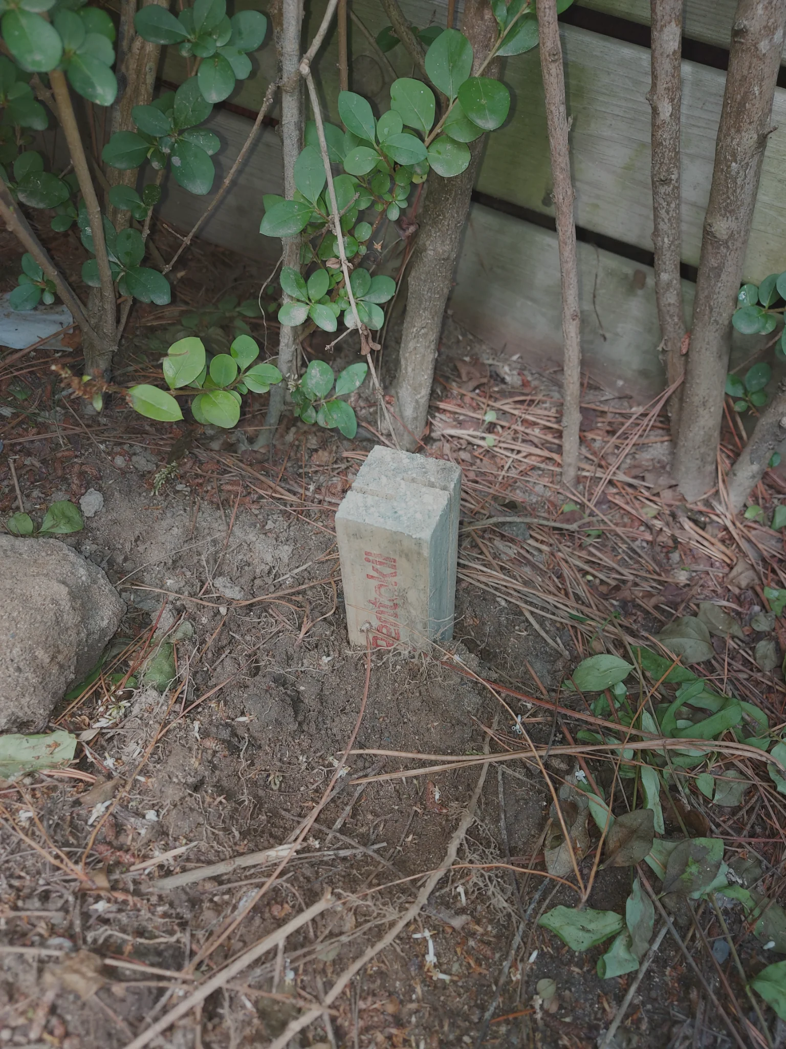 termite damage