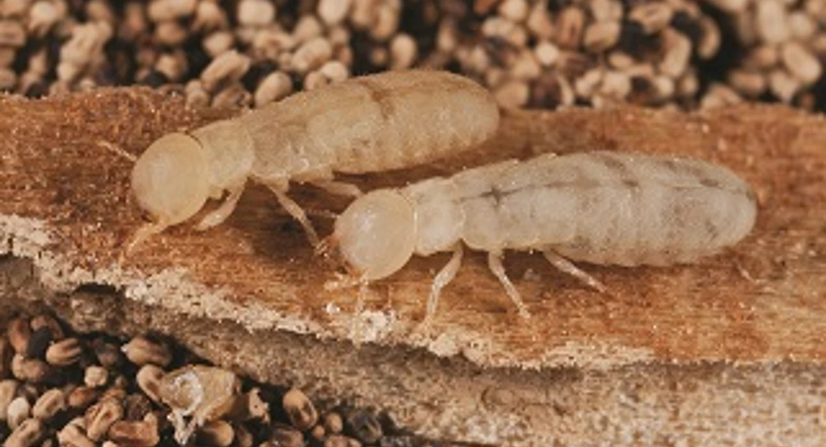 Drywood Termites
