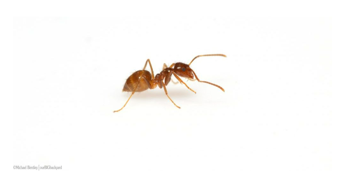 crazy ant
