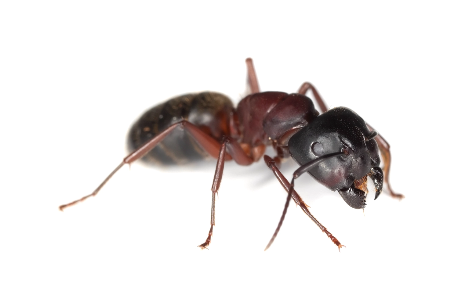 ant