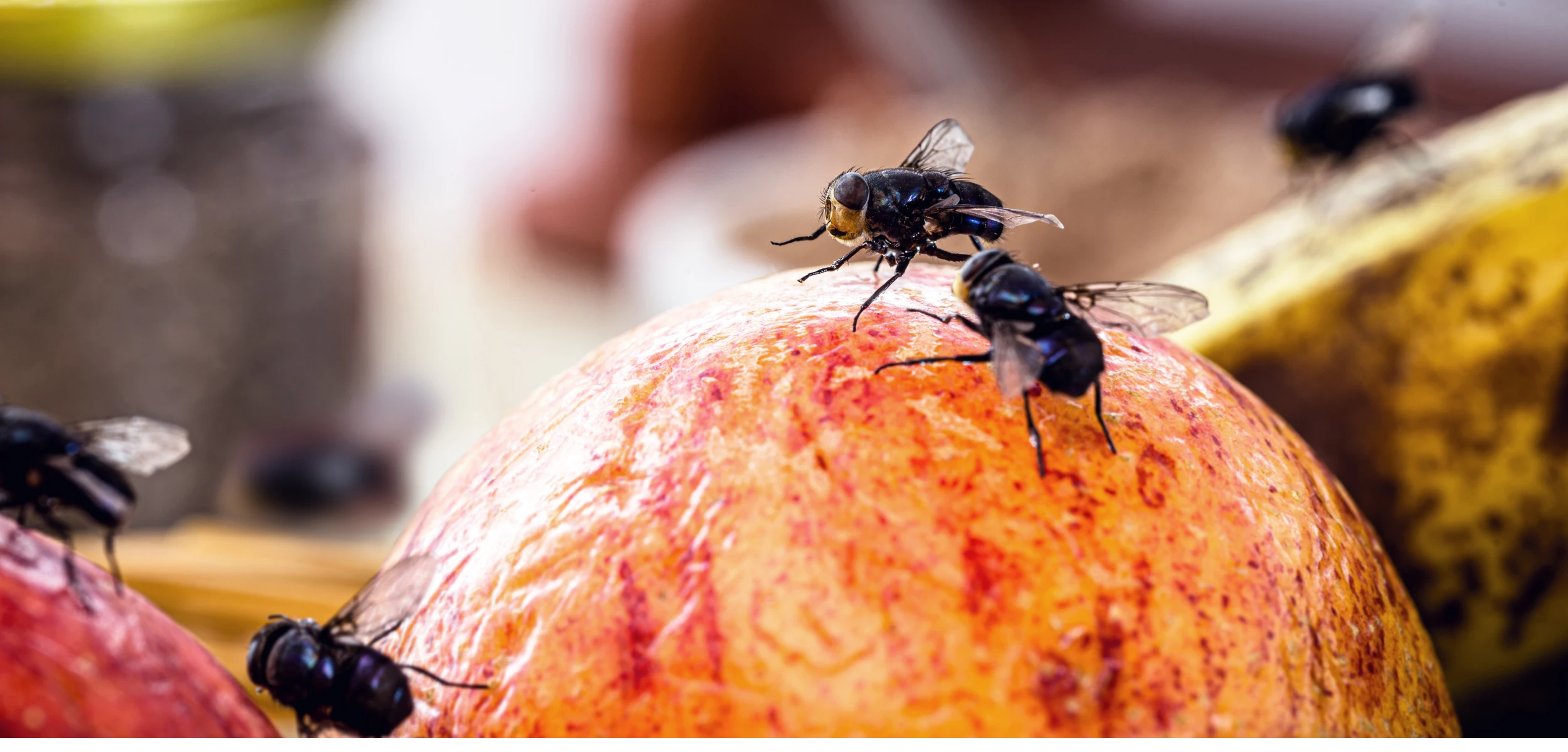 Flies