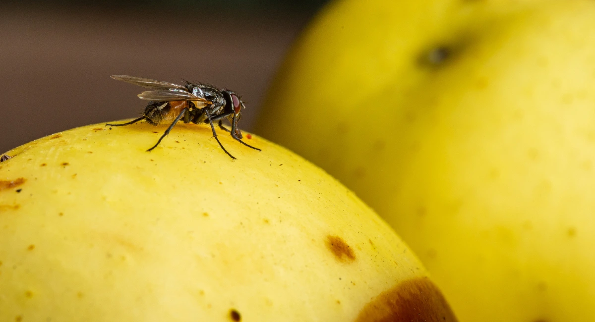Fly on an apple