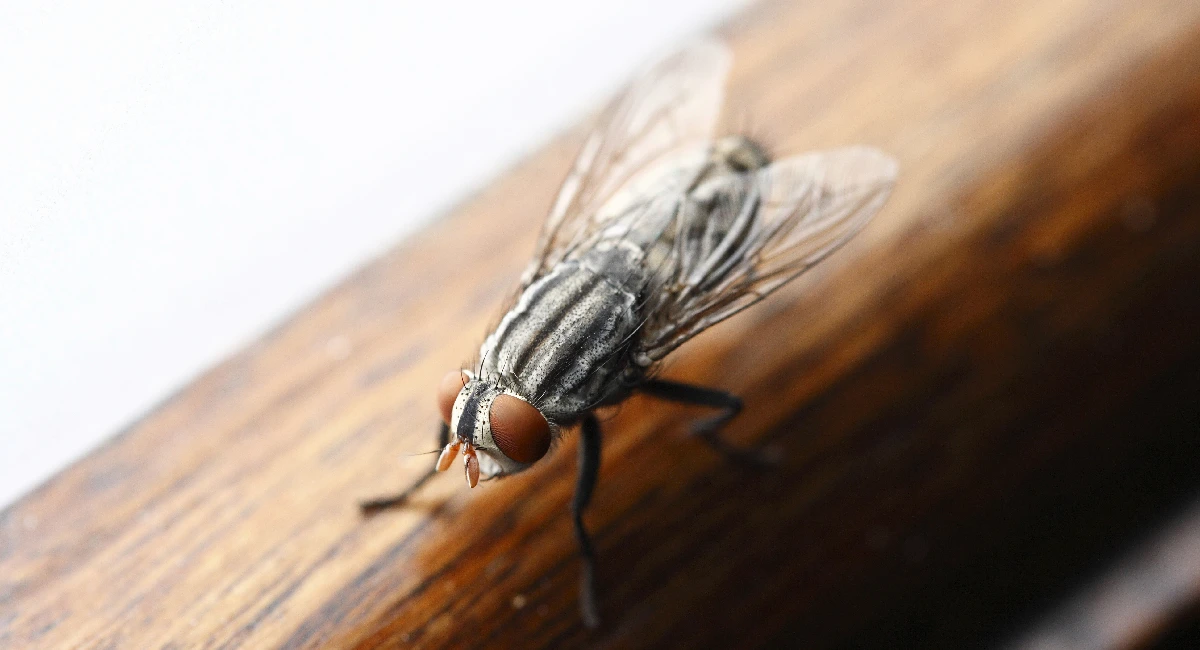 Fly