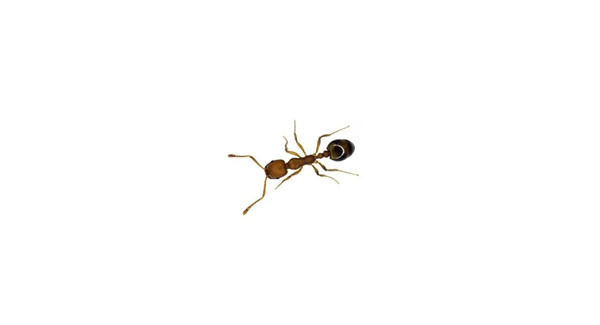 Argentine ant