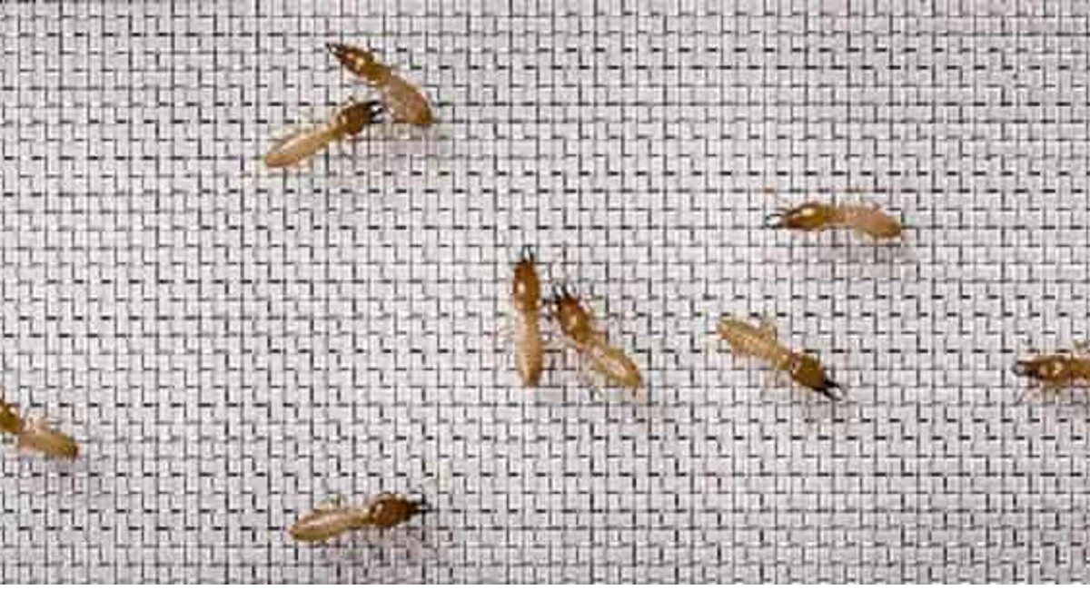 Termite Soldiers Nasute