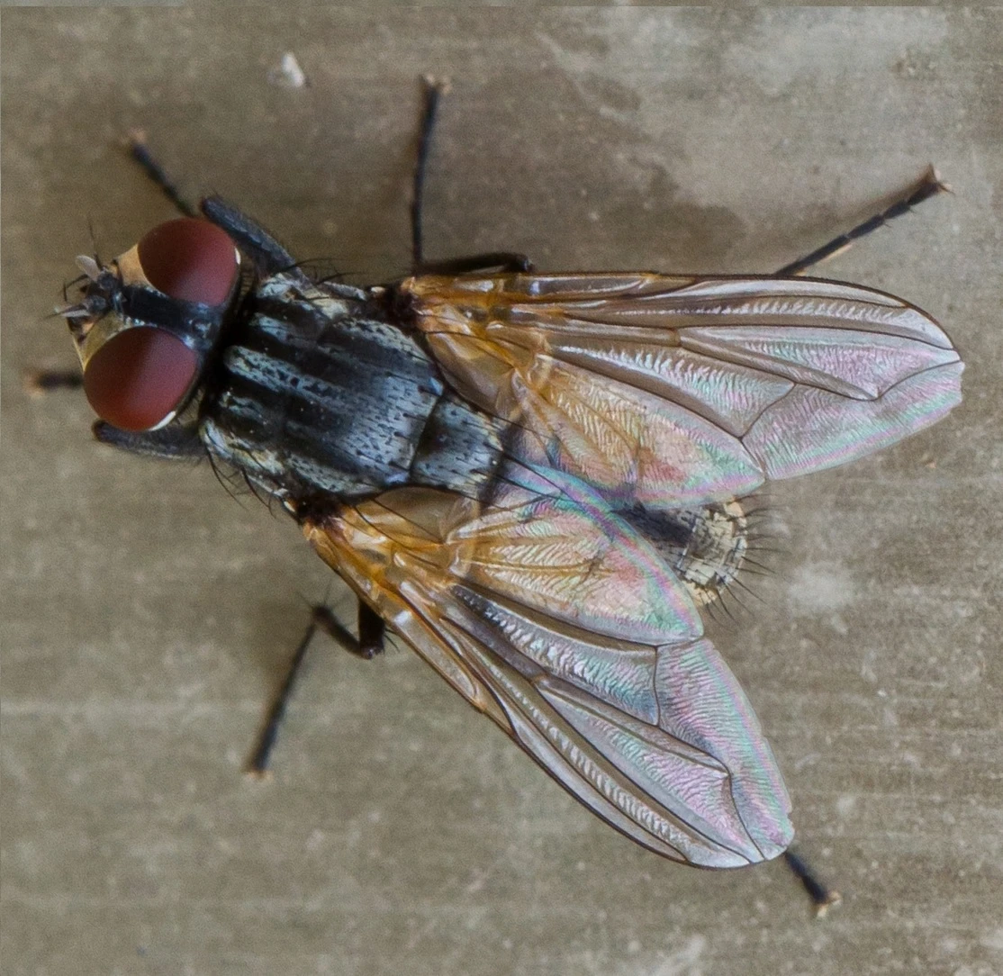 HOUSE FLY